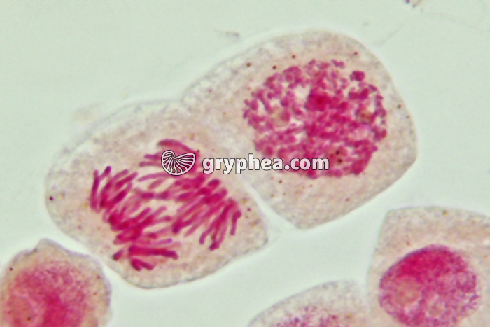 Mitose cellules de racine d'Ail - Anaphase x800 - gryphea.com